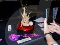 The International Cake Show Australia 2025