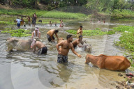 Rongali Bihu Festival In Assam 