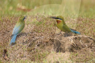 India Wildlife