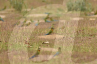India Wildlife