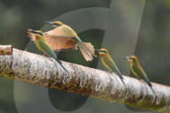 India Wildlife