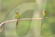India Wildlife