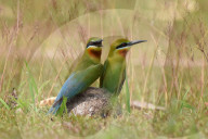 India Wildlife