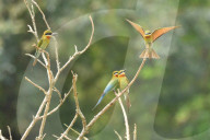 India Wildlife