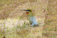 India Wildlife