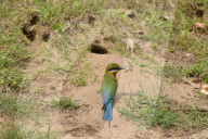 India Wildlife