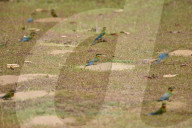 India Wildlife