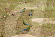 India Wildlife