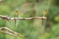 India Wildlife