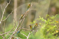India Wildlife