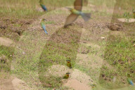 India Wildlife