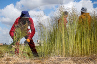 Flax Harvest In Egypt 