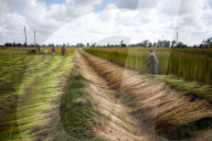 Flax Harvest In Egypt 
