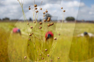 Flax Harvest In Egypt 