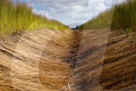 Flax Harvest In Egypt 
