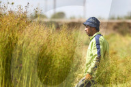 Flax Harvest In Egypt 