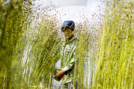 Flax Harvest In Egypt 