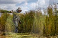 Flax Harvest In Egypt 
