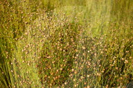 Flax Harvest In Egypt 