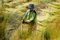 Flax Harvest In Egypt 