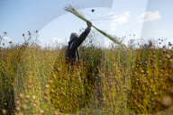 Flax Harvest In Egypt 