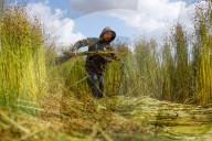 Flax Harvest In Egypt 