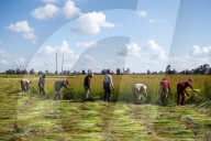 Flax Harvest In Egypt 