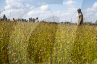 Flax Harvest In Egypt 