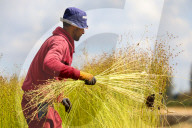Flax Harvest In Egypt 