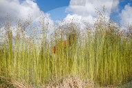 Flax Harvest In Egypt 
