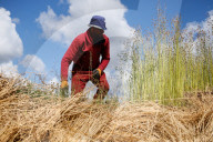 Flax Harvest In Egypt 