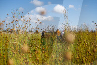 Flax Harvest In Egypt 