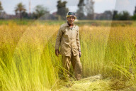 Flax Harvest In Egypt 
