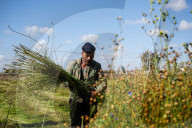 Flax Harvest In Egypt 