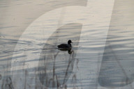 Wildlife At The Fernald Nature Preserve