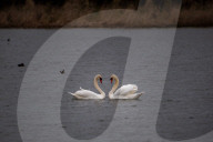 Wildlife At The Fernald Nature Preserve
