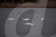 Wildlife At The Fernald Nature Preserve