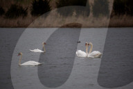 Wildlife At The Fernald Nature Preserve