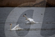 Wildlife At The Fernald Nature Preserve