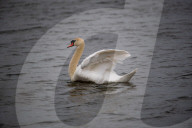 Wildlife At The Fernald Nature Preserve