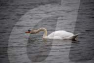Wildlife At The Fernald Nature Preserve