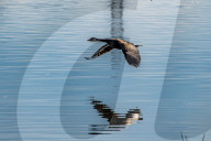 Wildlife At The Fernald Nature Preserve