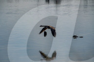 Wildlife At The Fernald Nature Preserve
