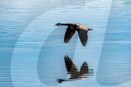Wildlife At The Fernald Nature Preserve