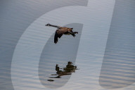 Wildlife At The Fernald Nature Preserve