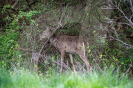 Wildlife At The Fernald Nature Preserve