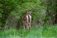 Wildlife At The Fernald Nature Preserve
