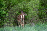 Wildlife At The Fernald Nature Preserve