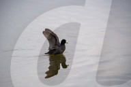 Wildlife At The Fernald Nature Preserve