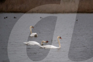 Wildlife At The Fernald Nature Preserve